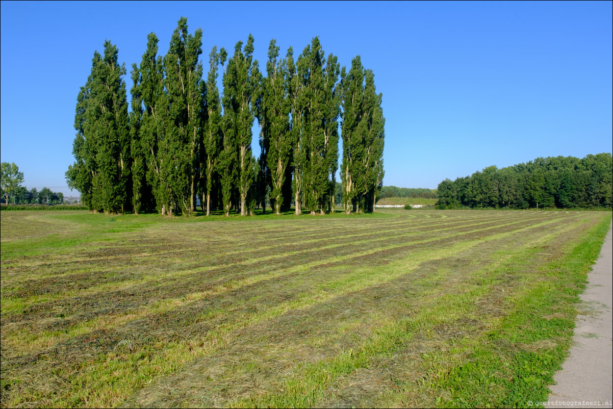 Groene Kathedraal